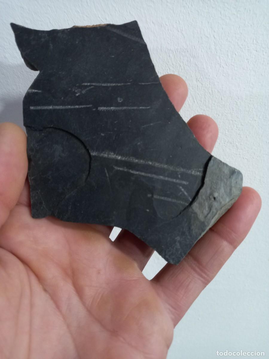 Coleccionismo de f&oacute;siles: Fosiles Monograptus - Foto 1