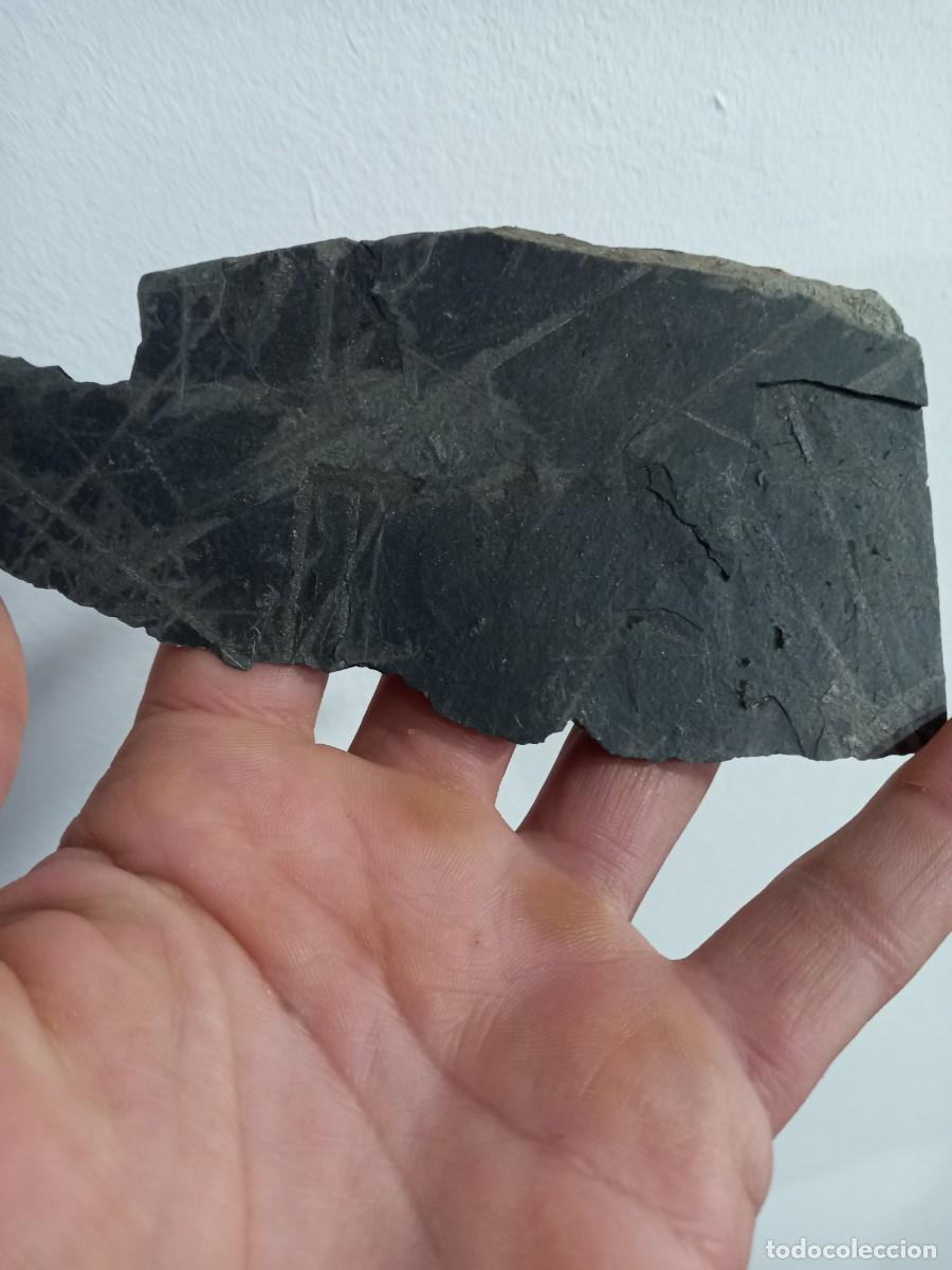 Coleccionismo de f&oacute;siles: Fosiles Monograptus - Foto 1