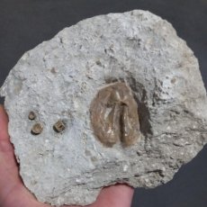 Coleccionismo de fósiles: FOSILES SHIZASTER EURYNOTUS. Lote 389258784