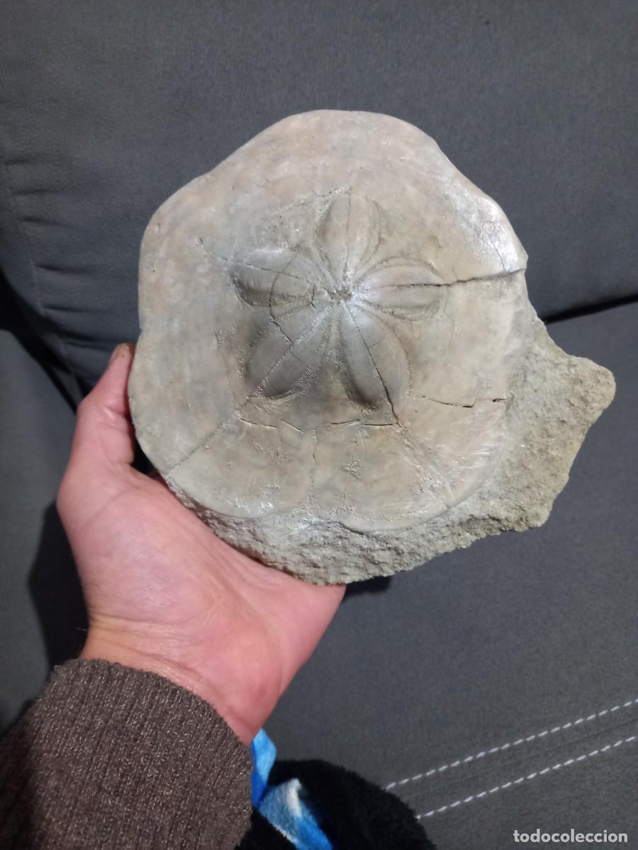 Coleccionismo de f&oacute;siles: F&oacute;sil clypeaster marginatum - Foto 1