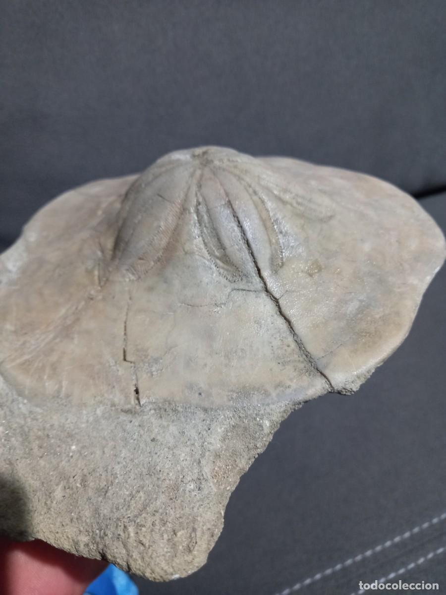Coleccionismo de f&oacute;siles: F&oacute;sil clypeaster marginatum - Foto 2