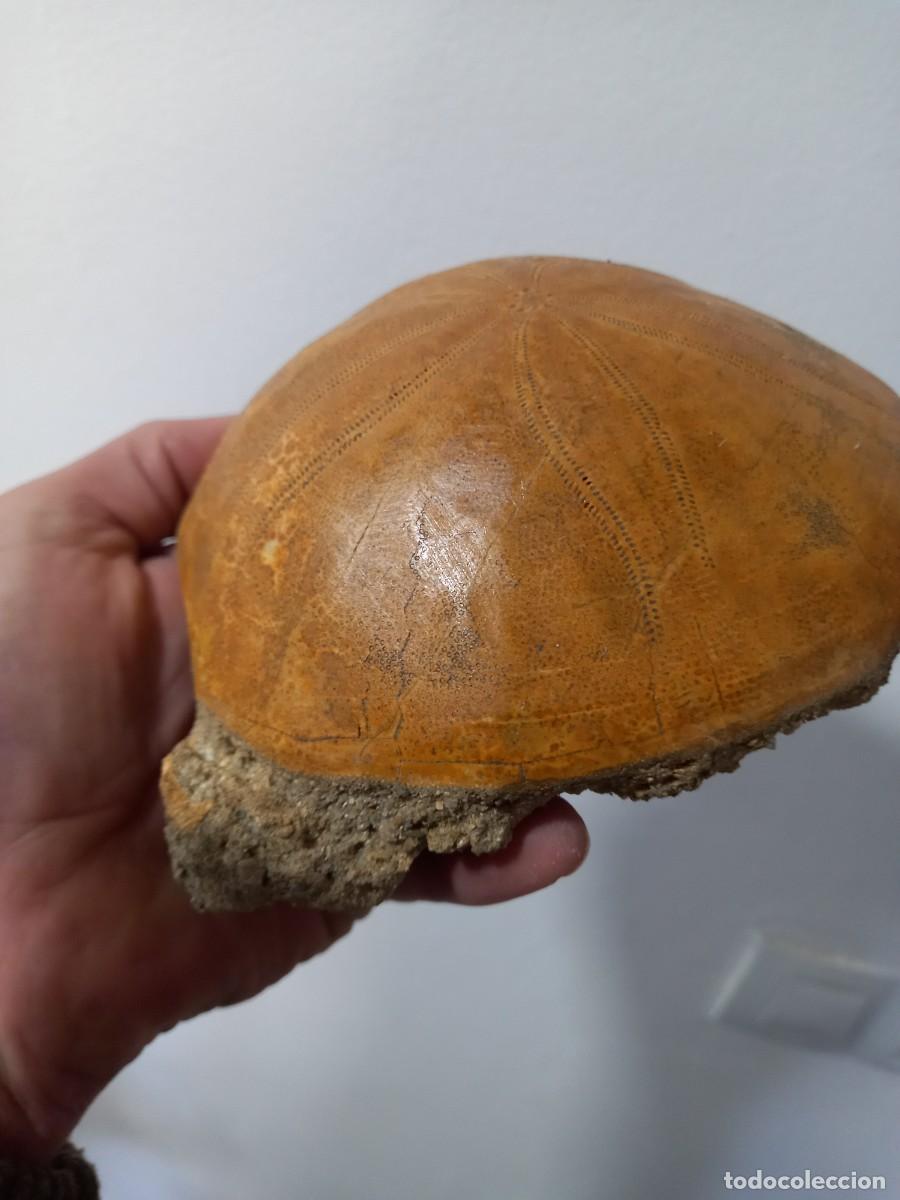 Coleccionismo de f&oacute;siles: Fosiles echinolampas barcinensis - Foto 2