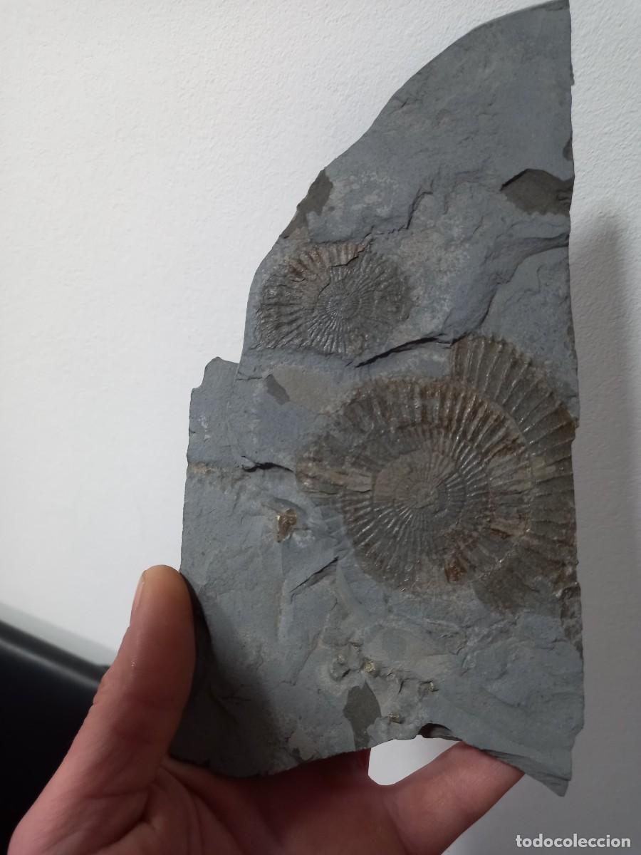 Coleccionismo de f&oacute;siles: Fosiles dactyloceras sp. - Foto 1