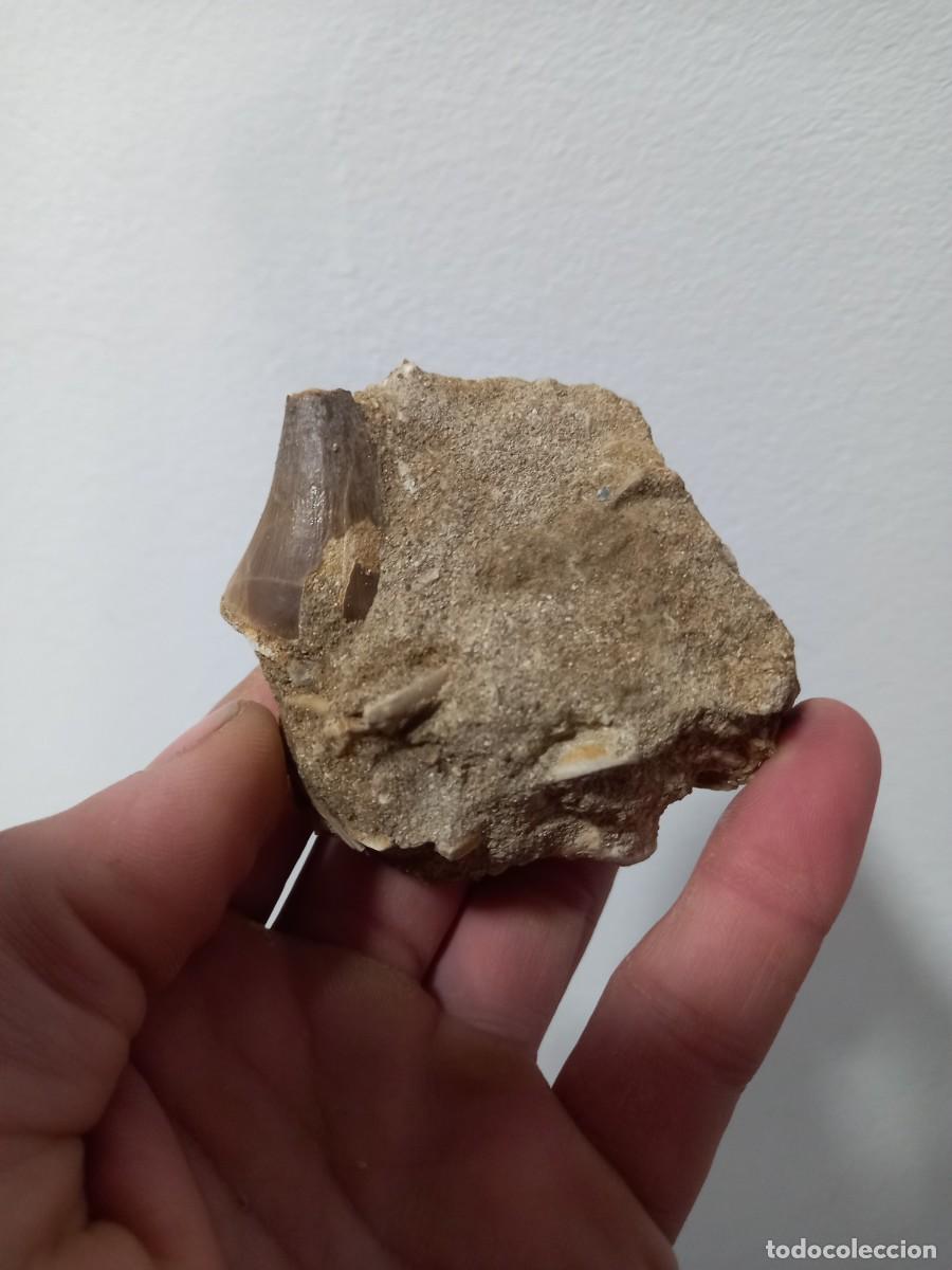 Coleccionismo de f&oacute;siles: Fosiles diente mososaurus - Foto 1