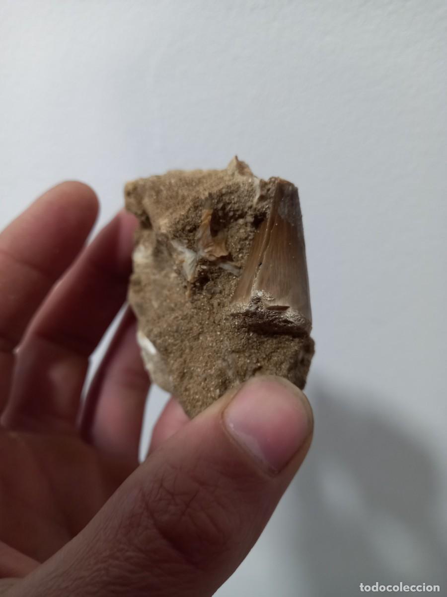 Coleccionismo de f&oacute;siles: Fosiles diente mososaurus - Foto 2