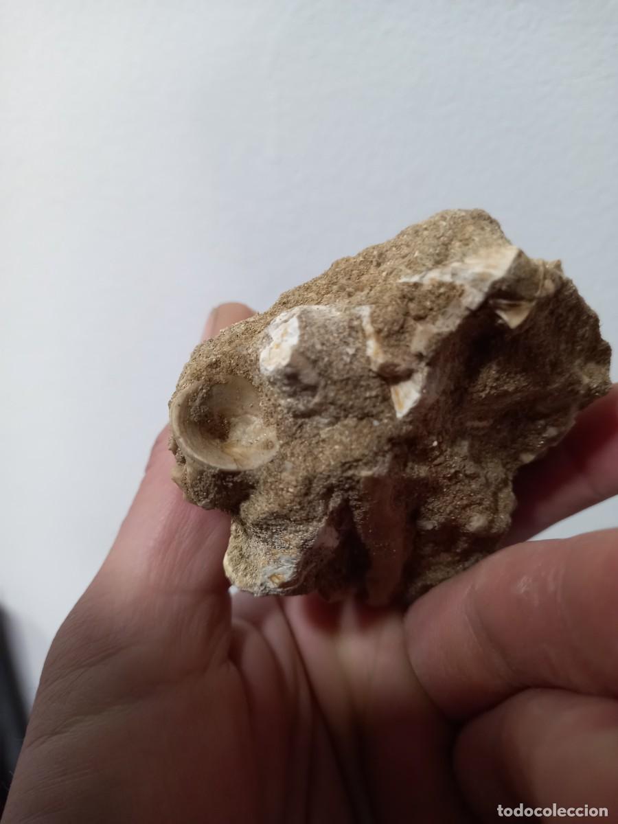 Coleccionismo de f&oacute;siles: Fosiles diente mososaurus - Foto 3