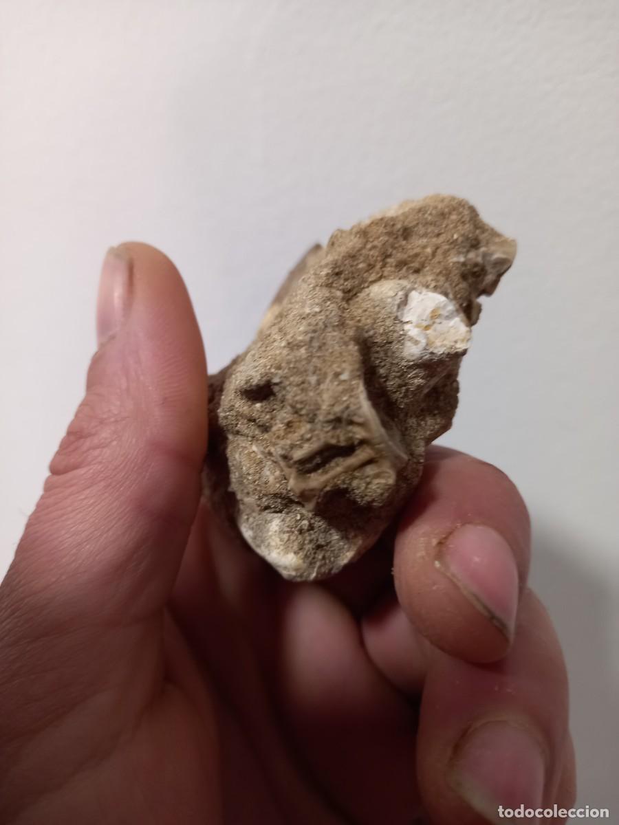 Coleccionismo de f&oacute;siles: Fosiles diente mososaurus - Foto 4
