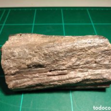 Coleccionismo de fósiles: XILOPALO TRONCO FOSIL. PERMICO. EUROPA.