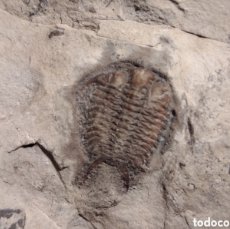 Coleccionismo de fósiles: TRILOBITES FOSIL CERAURUS. ORDOVICICO. CANADA.