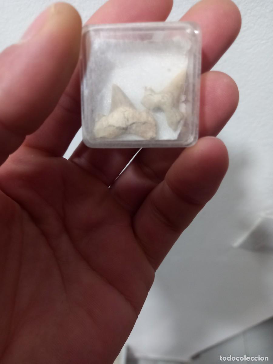 Coleccionismo de f&oacute;siles: Fosiles otodus sp. - Foto 1