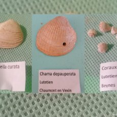 Coleccionismo de fósiles: LOTE DE FÓSILES MARINOS DE LA CUENCA PARISINA, PERIODO EOCENO. Lote 397278034