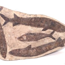 Coleccionismo de fósiles: FOSIL DE CUATRO PECES DEL AMAZONAS. Lote 398350739