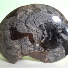 Coleccionismo de fósiles: AMONITE GONIATITE FOSIL PARA COLECCIÓN O DECORACION. Lote 400911724