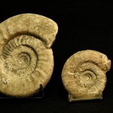 Coleccionismo de fósiles: LOTE DE TRES FOSILES AMONITES. Lote 401092819