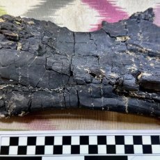 Coleccionismo de fósiles: BAROSAURUS, SECCIÓN DE VÉRTEBRA CERVICAL DE DINOSAURIO SAURÓPODO (JURÁSICO DE EEUU). Lote 401289549