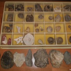 Coleccionismo de fósiles: LOTE DE FÓSILES DE COLECCIÓN 65 PIEZAS. Lote 401912254