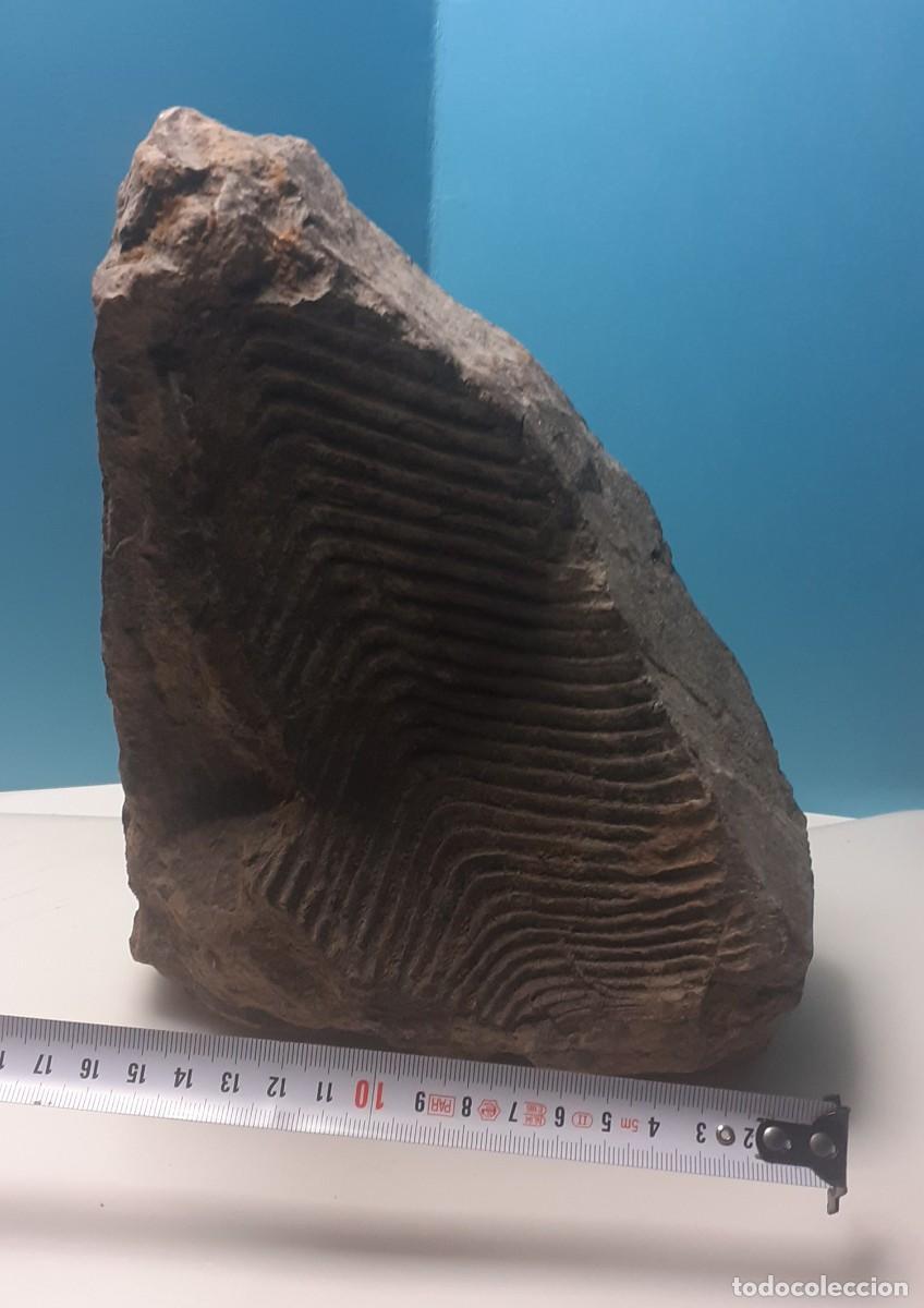 Coleccionismo de f&oacute;siles: F&Oacute;SIL - (&iquest;CONULARIID?) - Foto 2