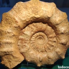 Coleccionismo de fósiles: AMMONITES FOSIL GIGANTE. PELTOCERAS ATHLETA. JURÁSICO. FRANCIA.. Lote 403416119