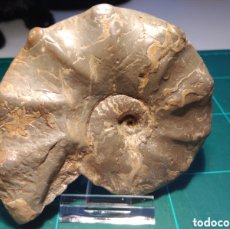Coleccionismo de fósiles: CERATITES COMPRESSUS. FOSIL. TRÍAS. FRANCIA.. Lote 403420669