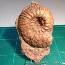 Coleccionismo de fósiles: AMMONITES FOSIL HAMMATOCERAS GR. PACHU. JURÁSICO. FRANCIA.. Lote 403426449