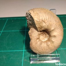 Coleccionismo de fósiles: AMMONITES FOSIL OLCOSTEPHSNUS SAYNI. CRETACICO. FRANCIA.. Lote 403428449