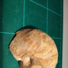 Coleccionismo de fósiles: CENOCERAS FOSIL. JURÁSICO. FRANCIA.. Lote 403428794