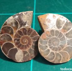 Coleccionismo de fósiles: AMMONITES FOSIL SECCIONADO DESMOCERAS. JURÁSICO. MADAGASCAR.. Lote 403430494