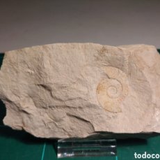 Coleccionismo de fósiles: AMMONITES FOSIL ARIETICERAS BERTRANDI. CRETACICO. EUROPA.. Lote 403430899