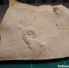 Coleccionismo de fósiles: AMMONITES FOSIL ARIETICERAS BERTRANDI. CRETACICO. EUROPA.
