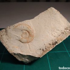 Coleccionismo de fósiles: AMMONITES FOSIL ARIETICERAS BERTRANDI. CRETACICO. EUROPA.. Lote 403431649