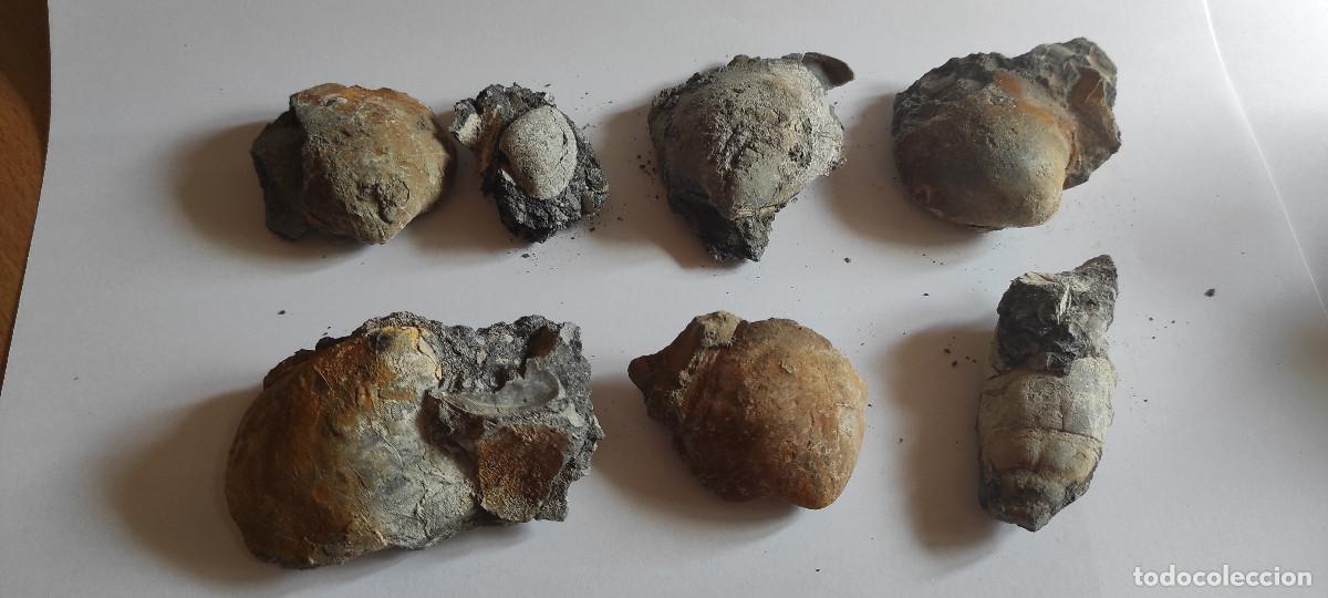 Coleccionismo de f&oacute;siles: FOSILES DE MOLUSCOS COMARCA EL SOBRARBE - Foto 1