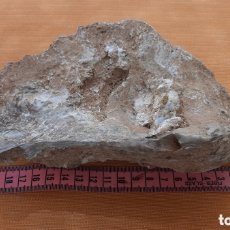 Coleccionismo de fósiles: (FÓSIL) CONCHA MARINA GRAN TAMAÑO 21 CM LARGO