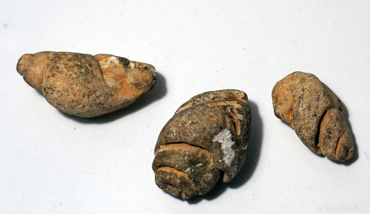 Coleccionismo de f&oacute;siles: fosiles caracolas - Foto 1