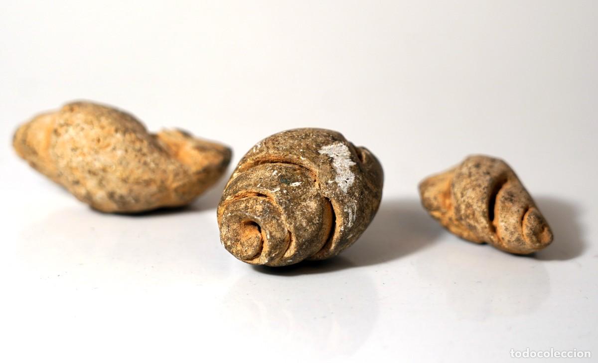 Coleccionismo de f&oacute;siles: fosiles caracolas - Foto 2