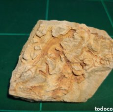 Coleccionismo de fósiles: ESTRELLAS FÓSILES DE MAR RIEDASTER REICHELI. JURÁSICO. ALEMANIA.