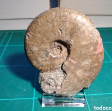 Coleccionismo de fósiles: AMMONITES FOSIL ANCOLICERAS OPALINOIDES. JURÁSICO. ALEMANIA.