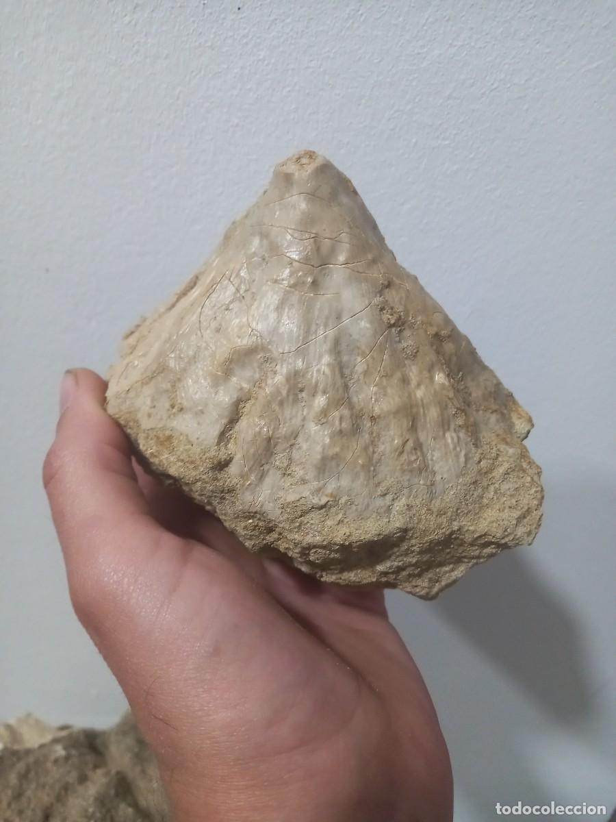 Coleccionismo de f&oacute;siles: Fosiles coral. - Foto 1