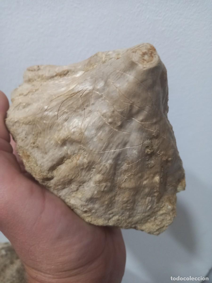 Coleccionismo de f&oacute;siles: Fosiles coral. - Foto 2