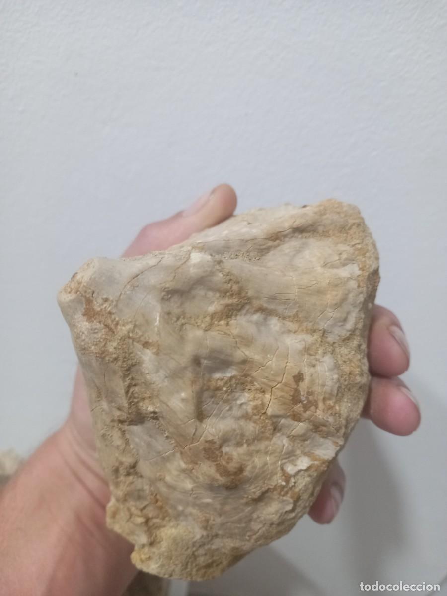 Coleccionismo de f&oacute;siles: Fosiles coral. - Foto 3