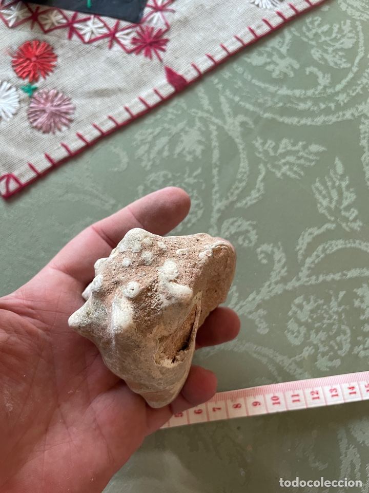 Coleccionismo de f&oacute;siles: F&oacute;sil de caracola - Foto 2