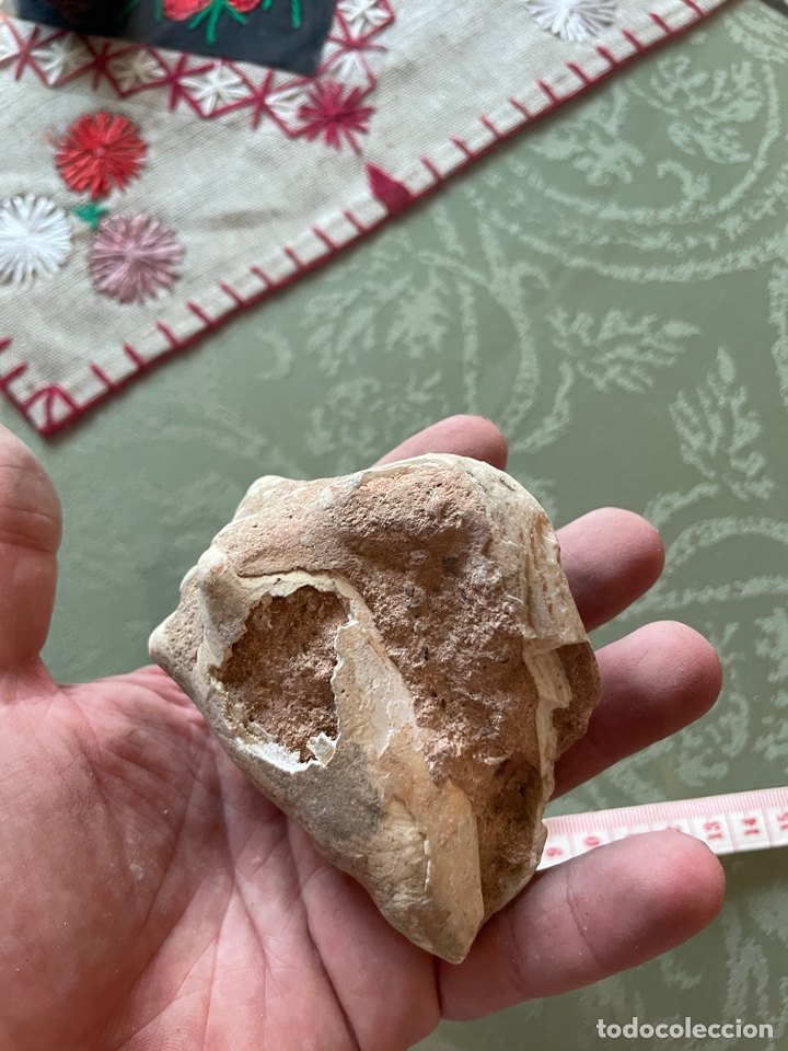 Coleccionismo de f&oacute;siles: F&oacute;sil de caracola - Foto 3