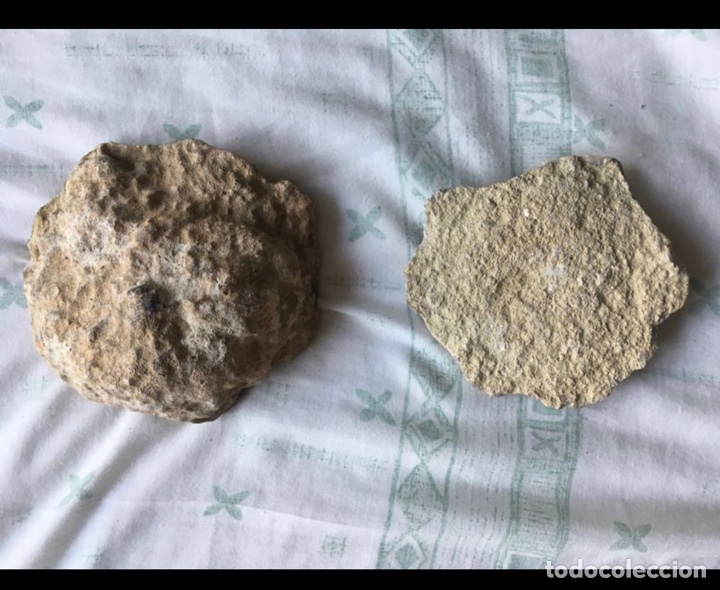 Coleccionismo de f&oacute;siles: F&oacute;siles - Foto 2