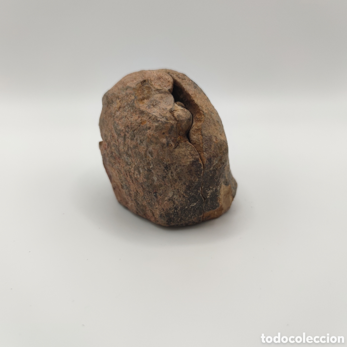 Coleccionismo de f&oacute;siles: F&oacute;sil trilobites con cubierta - Foto 2