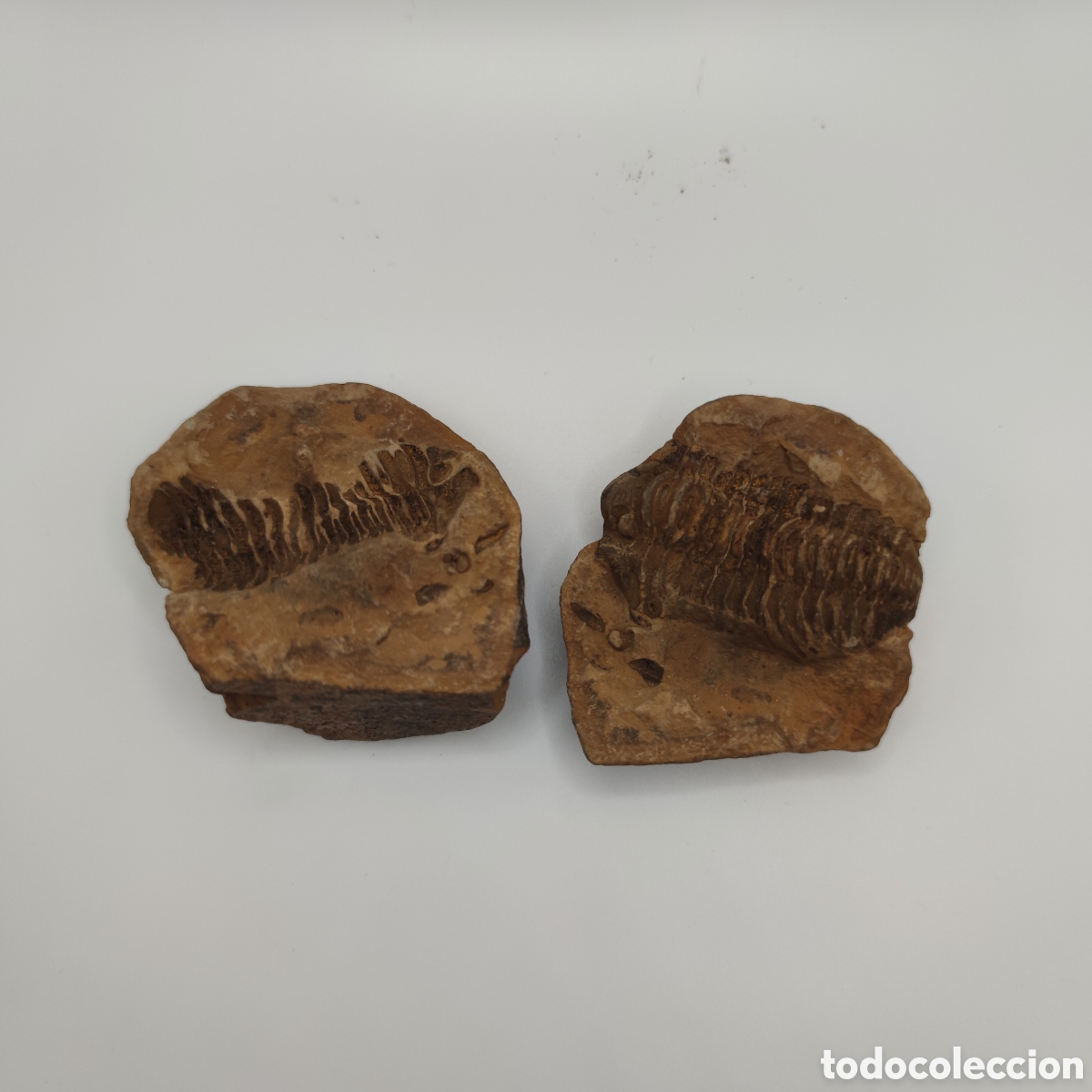 Coleccionismo de f&oacute;siles: F&oacute;sil trilobites con cubierta - Foto 1