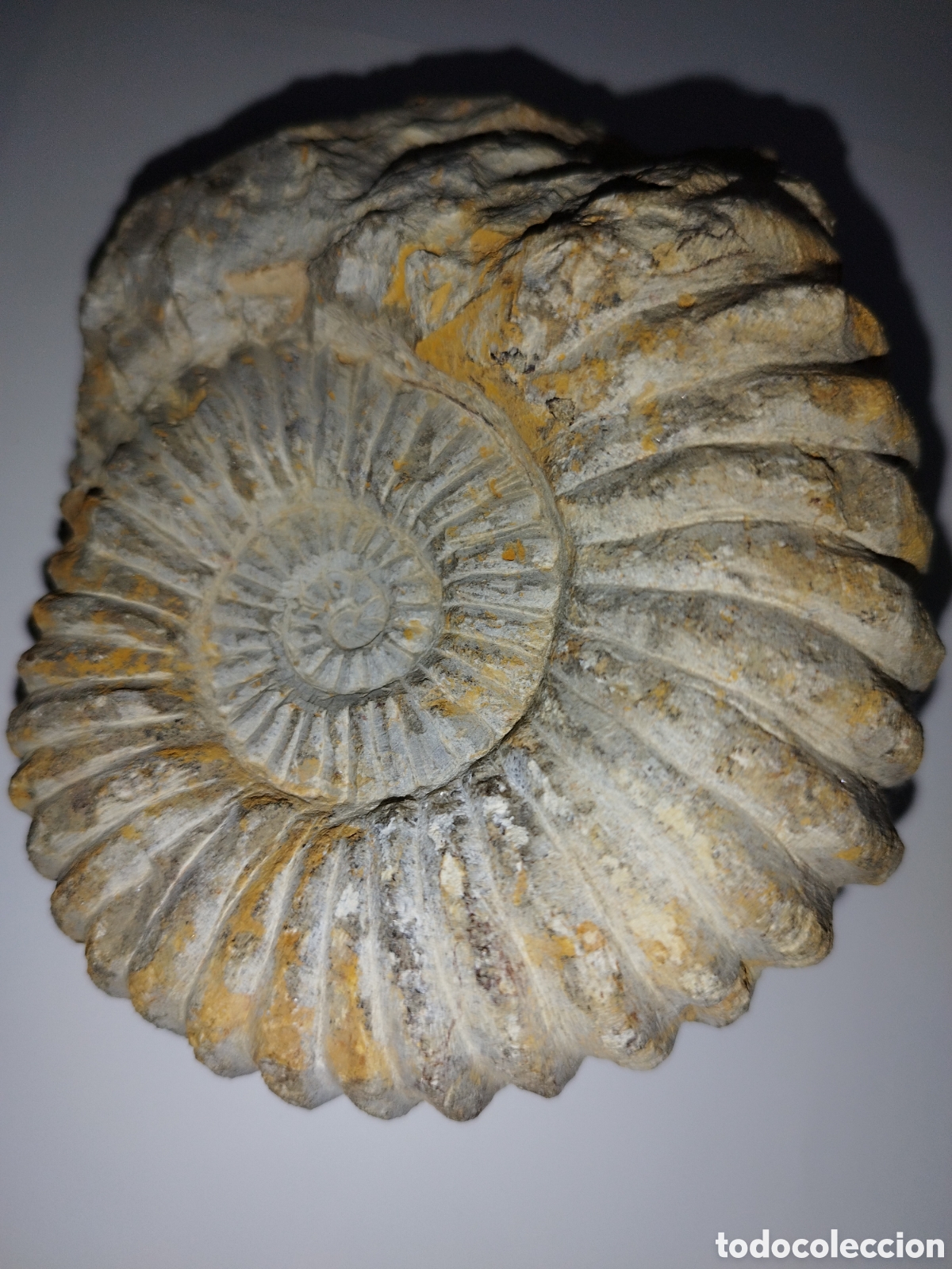 Coleccionismo de f&oacute;siles: AMMONITES DE MARRUECOS - Foto 2