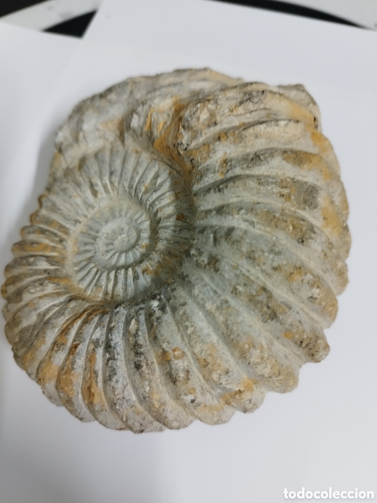 Coleccionismo de f&oacute;siles: AMMONITES DE MARRUECOS - Foto 3
