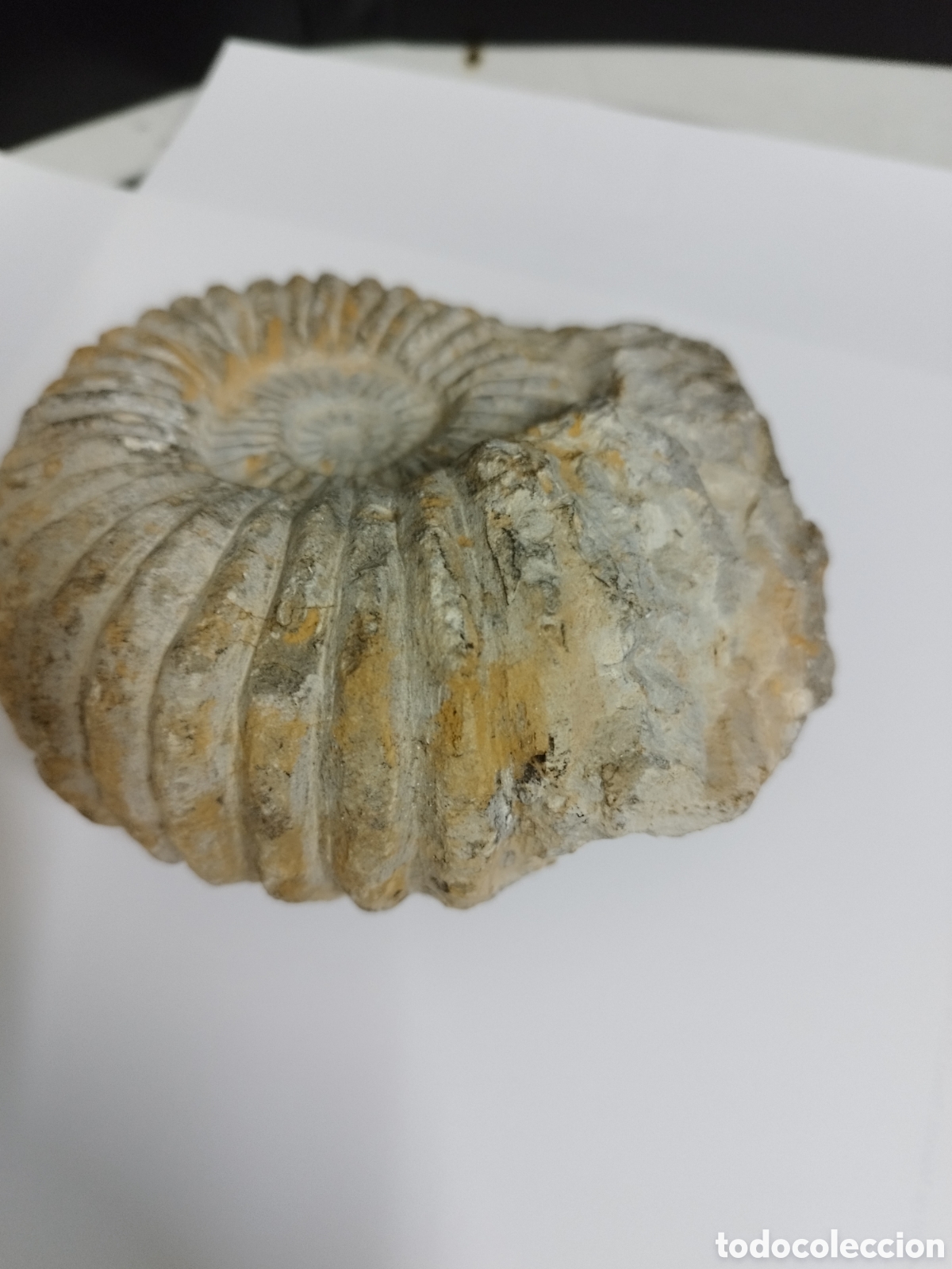Coleccionismo de f&oacute;siles: AMMONITES DE MARRUECOS - Foto 4