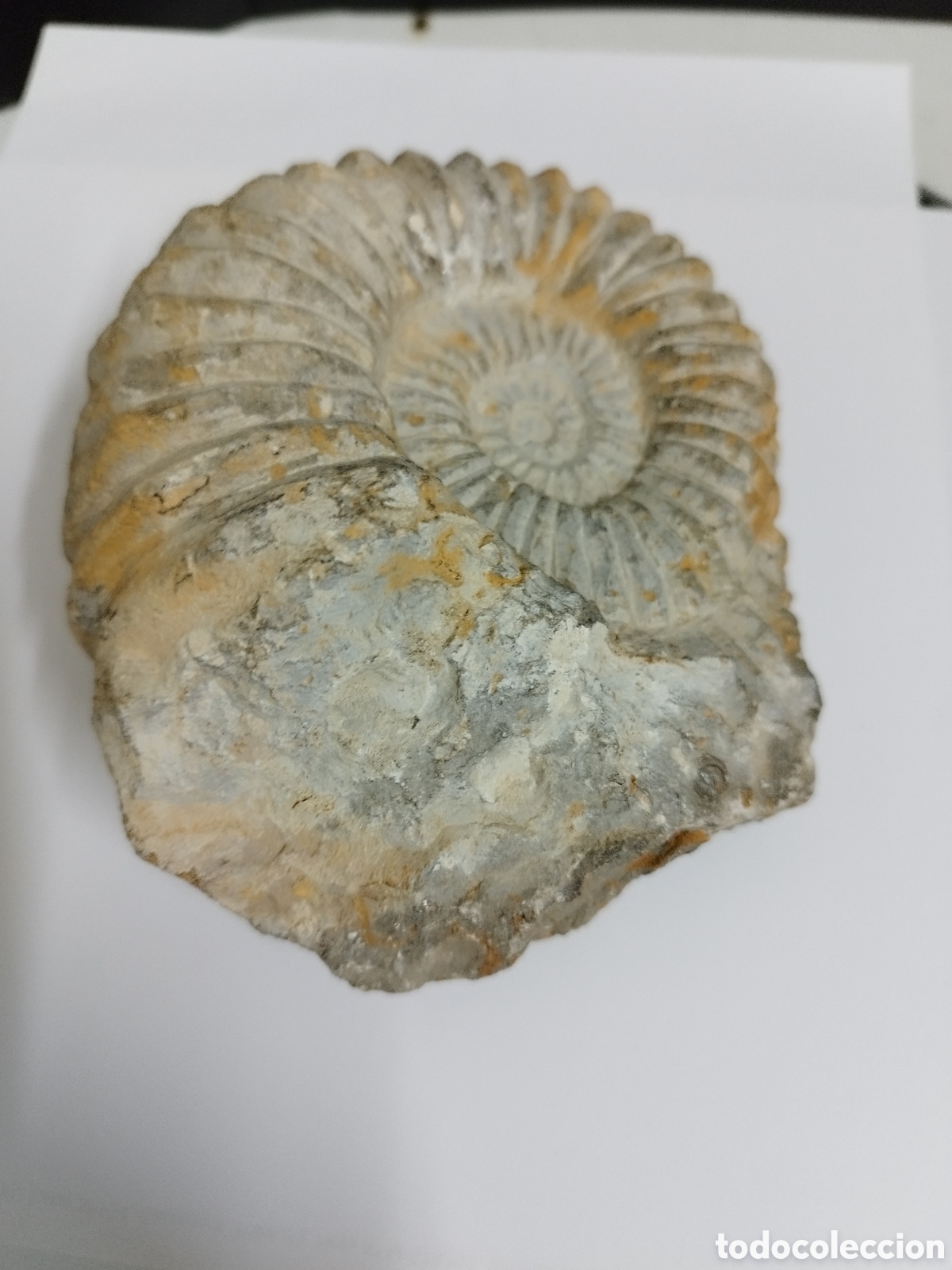 Coleccionismo de f&oacute;siles: AMMONITES DE MARRUECOS - Foto 5