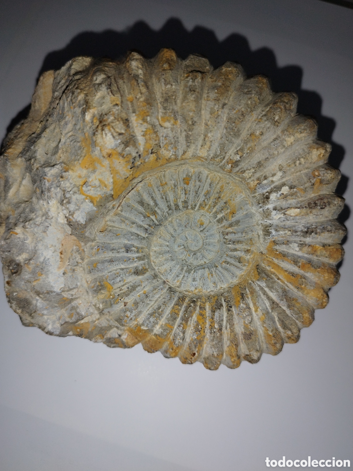 Coleccionismo de f&oacute;siles: AMMONITES DE MARRUECOS - Foto 6