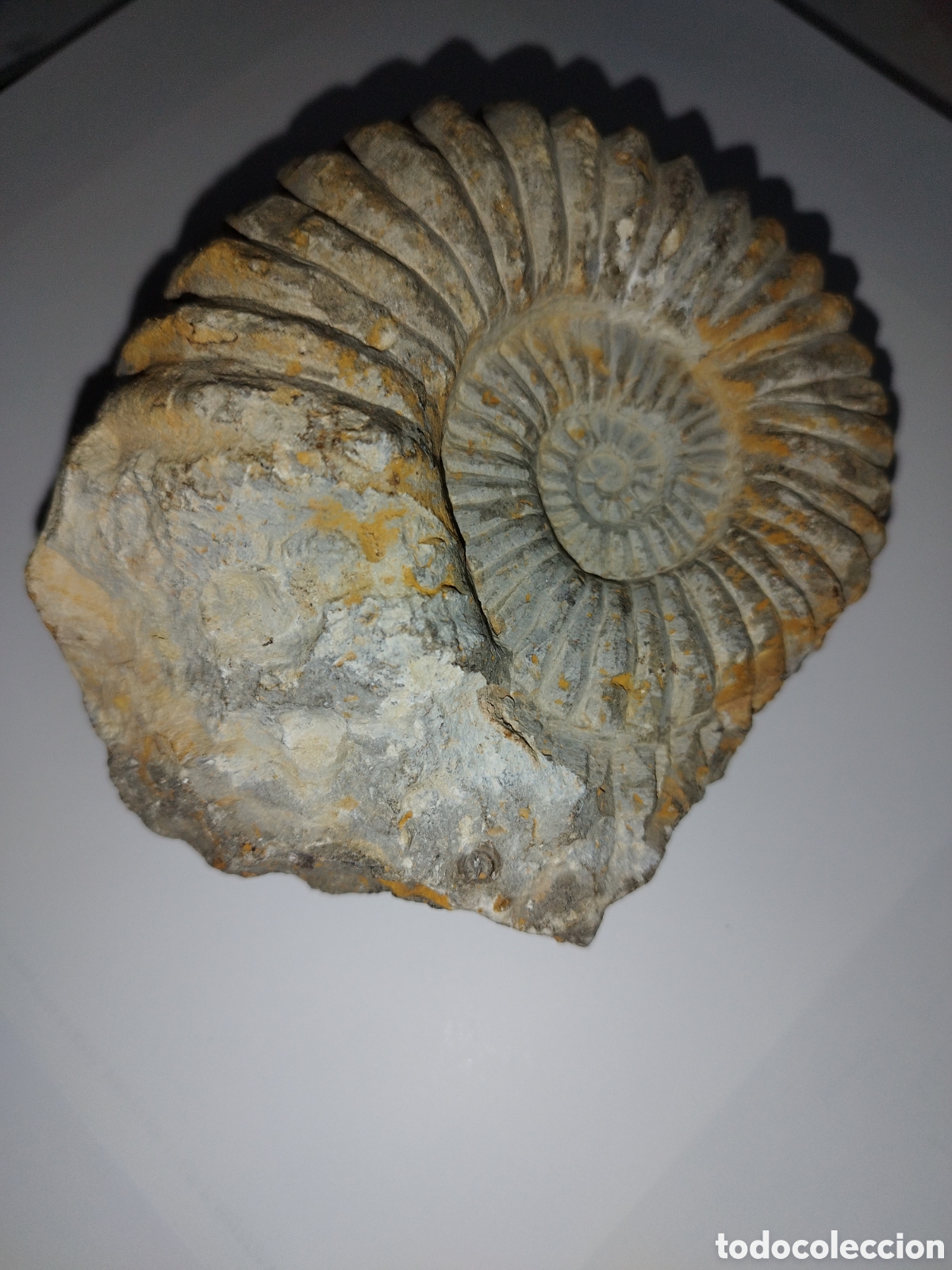 Coleccionismo de f&oacute;siles: AMMONITES DE MARRUECOS - Foto 7